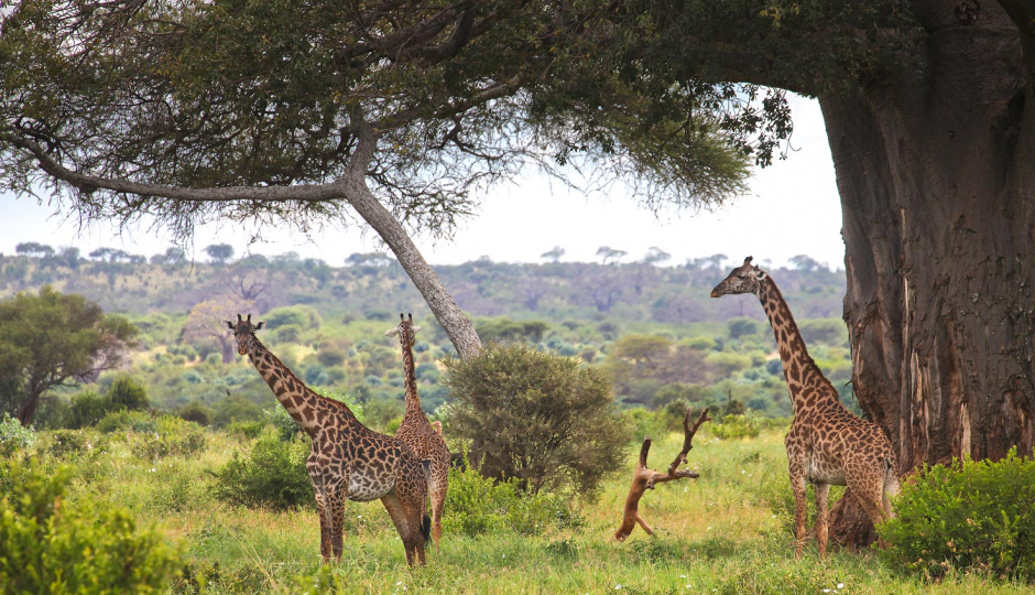 Random image number 3 showcasing tanzania safari image gallery placeholder