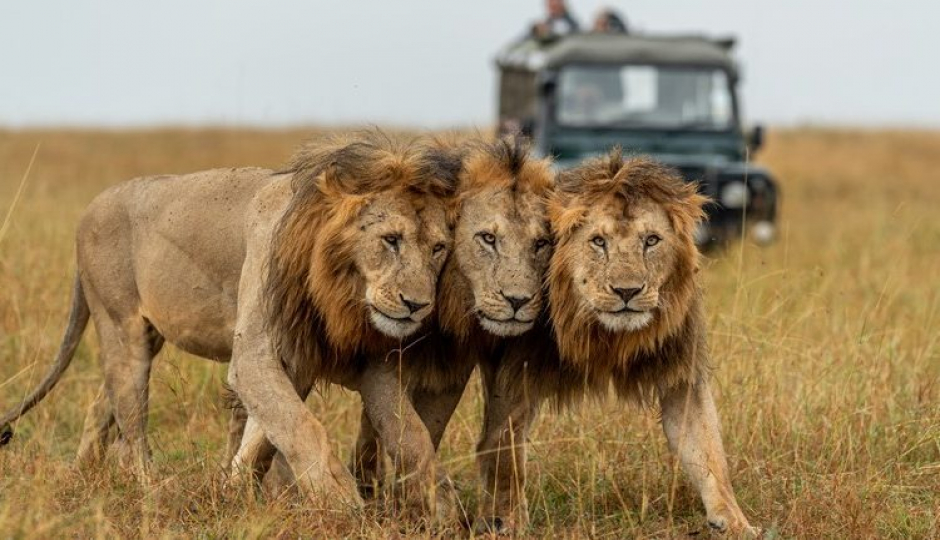 Actual image number 20 for slideshow images, displaying 40 tanzania safari images