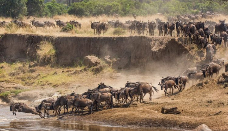 Actual image number 20 for slideshow images, displaying 40 tanzania safari images