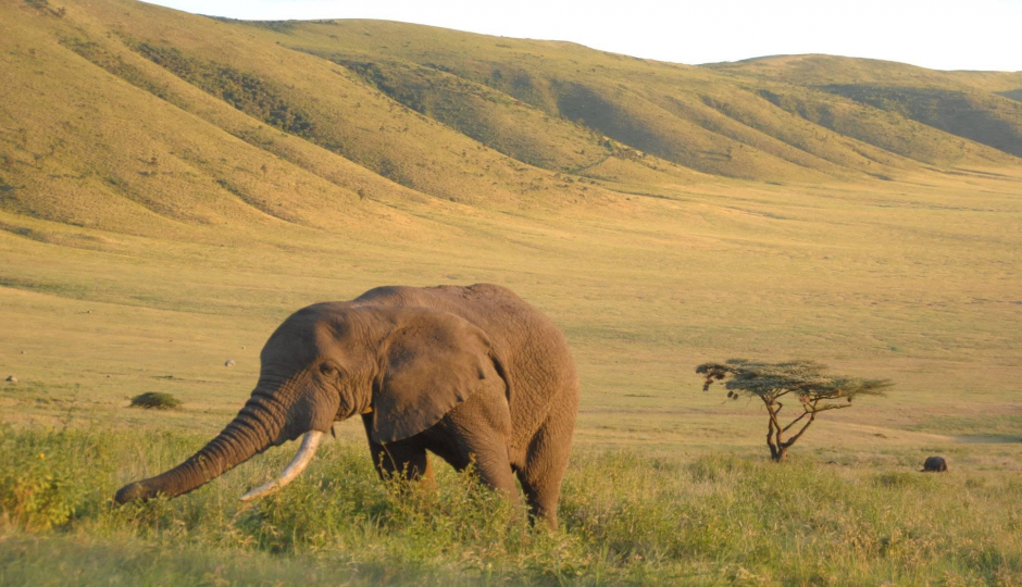 Actual image number 12 for slideshow images, displaying 32 tanzania safari images