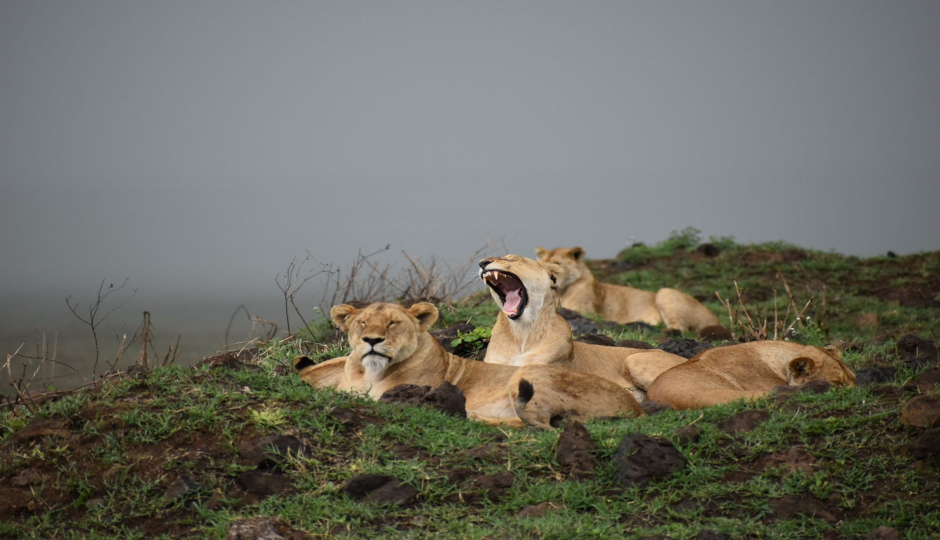 Actual image number 8 for slideshow images, displaying 28 tanzania safari images