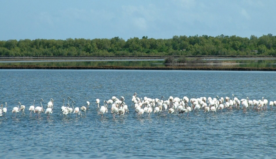 Image for Saadani National Park 