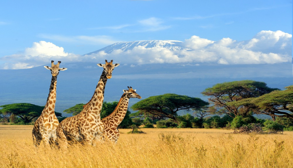 Actual image number 17 for slideshow images, displaying 37 tanzania safari images