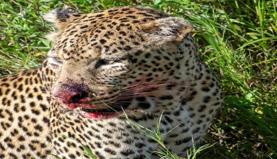 Actual image number 15 for slideshow images, displaying 35 tanzania safari images