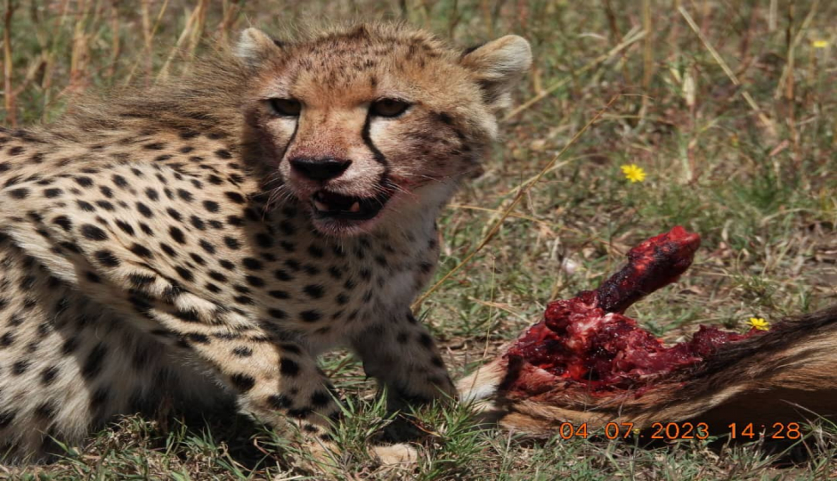 Actual image number 15 for slideshow images, displaying 35 tanzania safari images