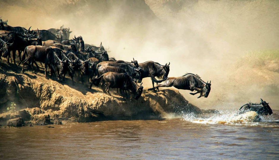 Image Post for Experience the Magic of a Shared Safari in Tanzania