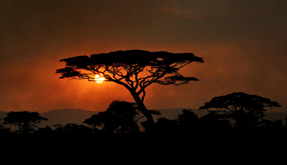 Thumb Nail Image: 5 Tanzania Safari: Your Ultimate Guide to an Unforgettable Adventure