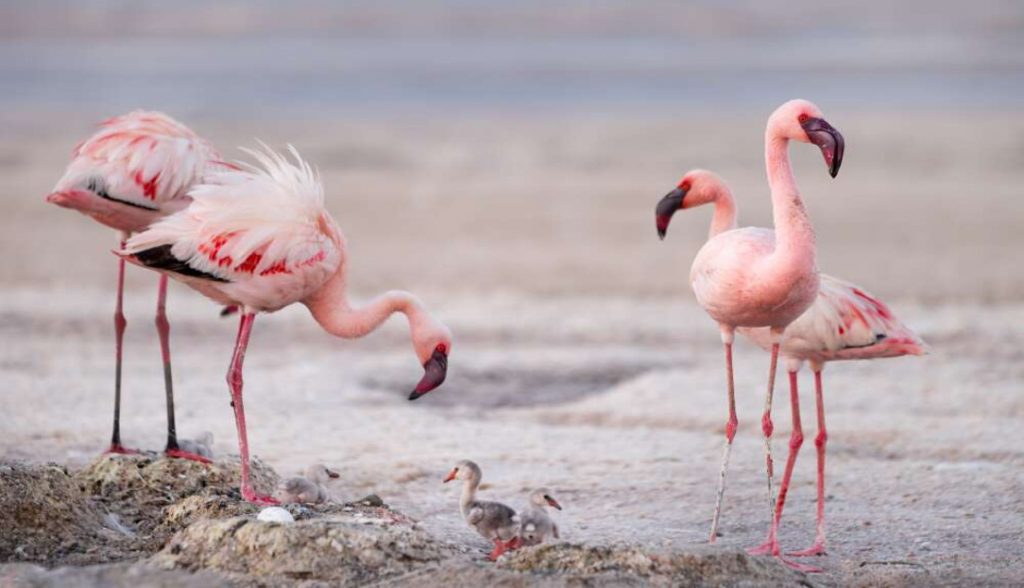 Actual image number 4 for slideshow images, displaying 24 tanzania safari images