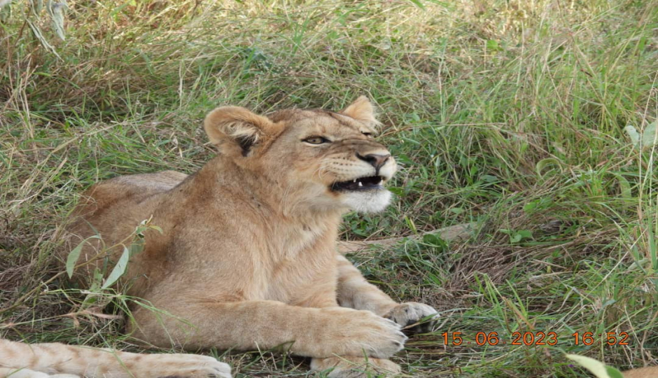 Actual image number 8 for slideshow images, displaying 28 tanzania safari images
