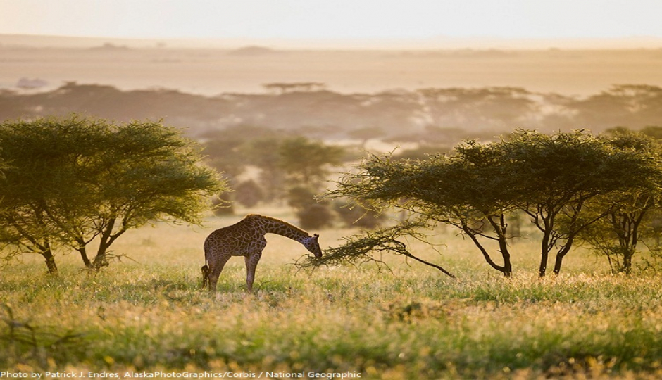 Actual image number 9 for slideshow images, displaying 29 tanzania safari images