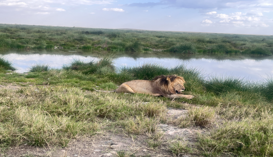 Actual image number 8 for slideshow images, displaying 28 tanzania safari images