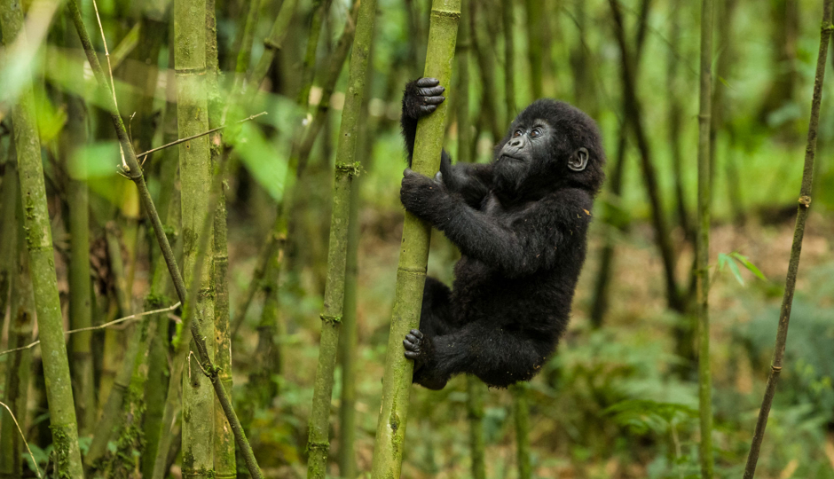 Random image number 5 showcasing tanzania safari image gallery placeholder