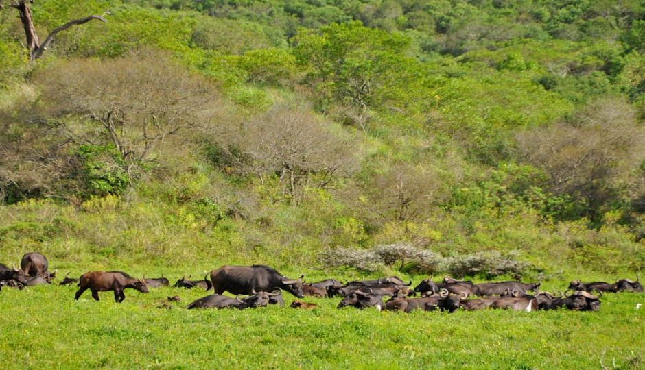 Random image number 1 showcasing tanzania safari image gallery placeholder