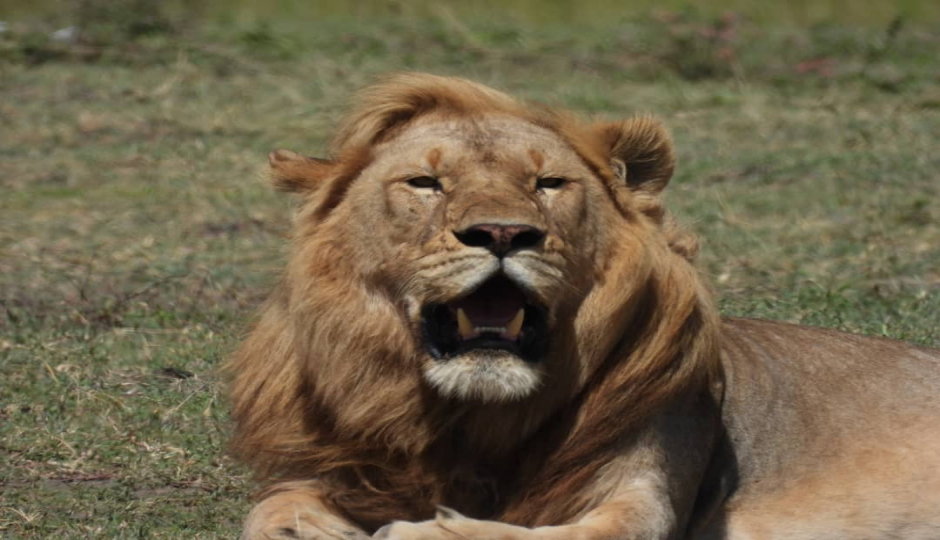 Actual image number 1 for slideshow images, displaying 21 tanzania safari images