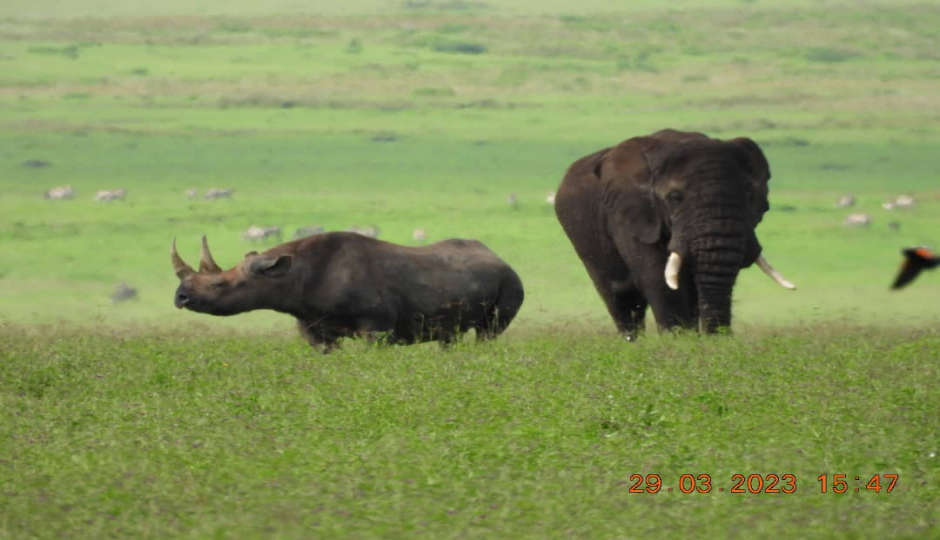 Actual image number 14 for slideshow images, displaying 34 tanzania safari images