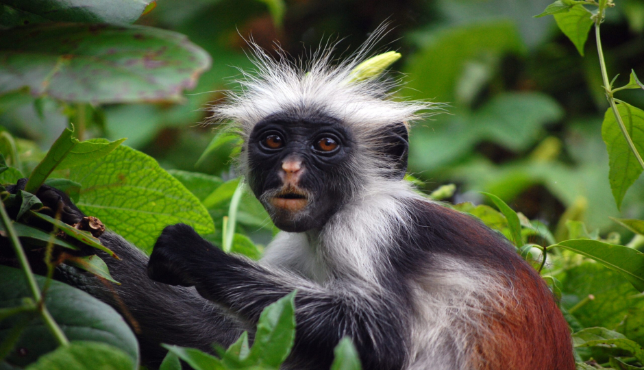 Actual image number 7 for slideshow images, displaying 27 tanzania safari images