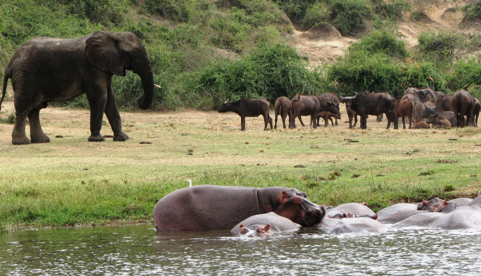 Actual image number 16 for slideshow images, displaying 36 tanzania safari images
