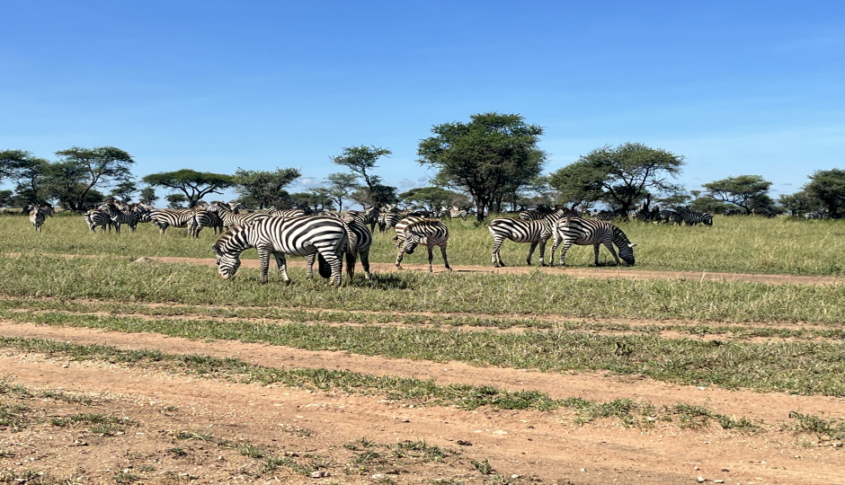 Thumb Nail Image: 2 Which Month Is Perfect for Travelling to Tanzania Safari?