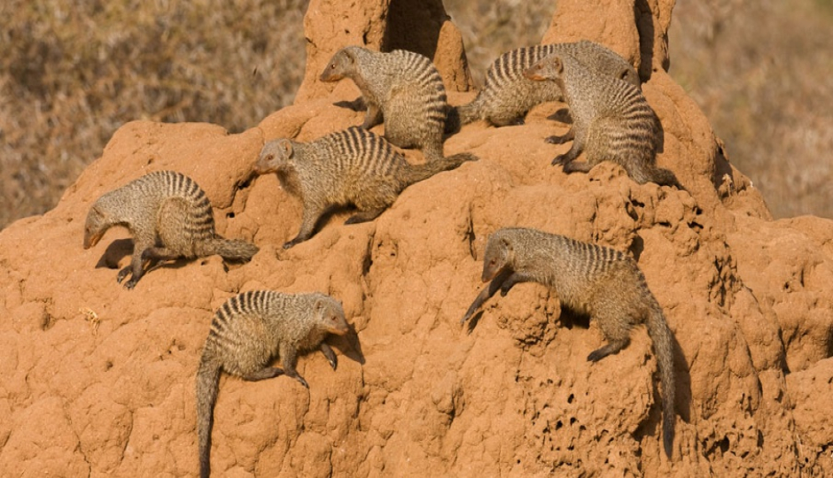 Actual image number 2 for slideshow images, displaying 22 tanzania safari images