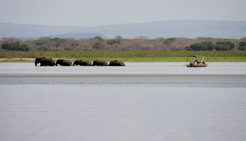 Actual image number 9 for slideshow images, displaying 29 tanzania safari images