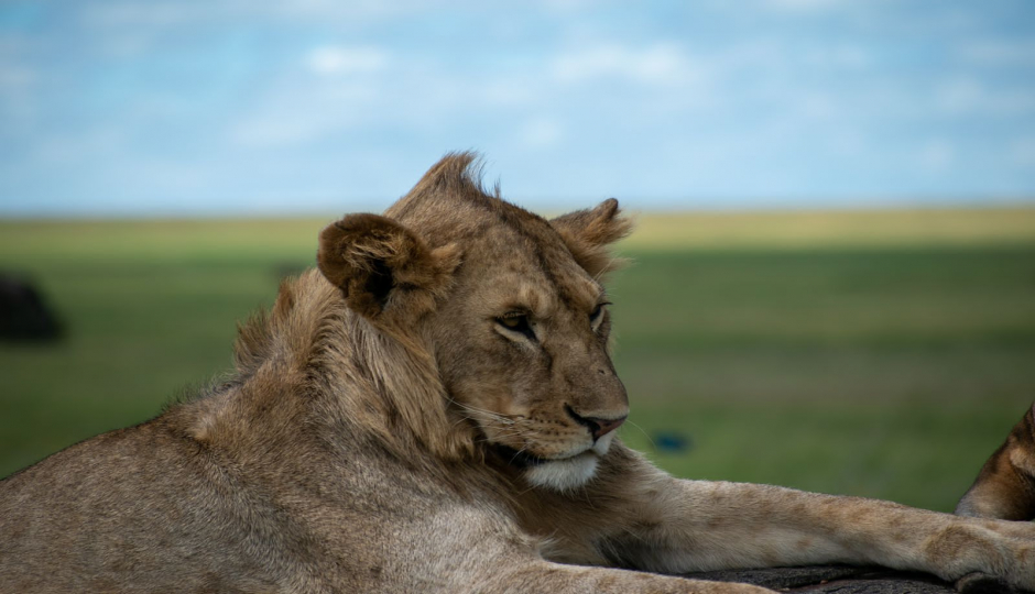 Actual image number 12 for slideshow images, displaying 32 tanzania safari images