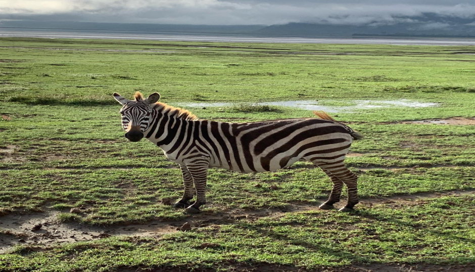 Actual image number 20 for slideshow images, displaying 40 tanzania safari images