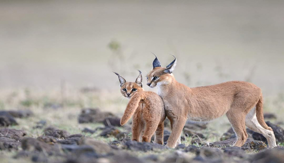 Random image number 2 showcasing tanzania safari image gallery placeholder