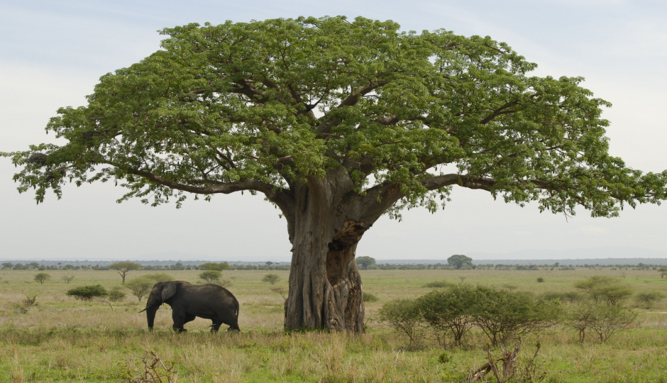 Actual image number 2 for slideshow images, displaying 22 tanzania safari images