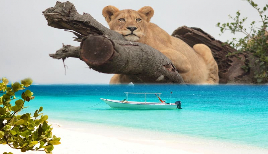 Actual image number 17 for slideshow images, displaying 37 tanzania safari images