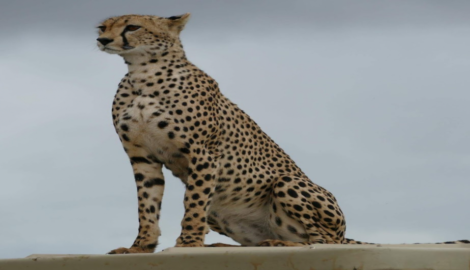 Actual image number 1 for slideshow images, displaying 21 tanzania safari images