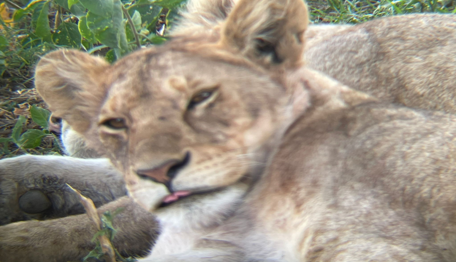 Random image number 6 showcasing tanzania safari image gallery placeholder