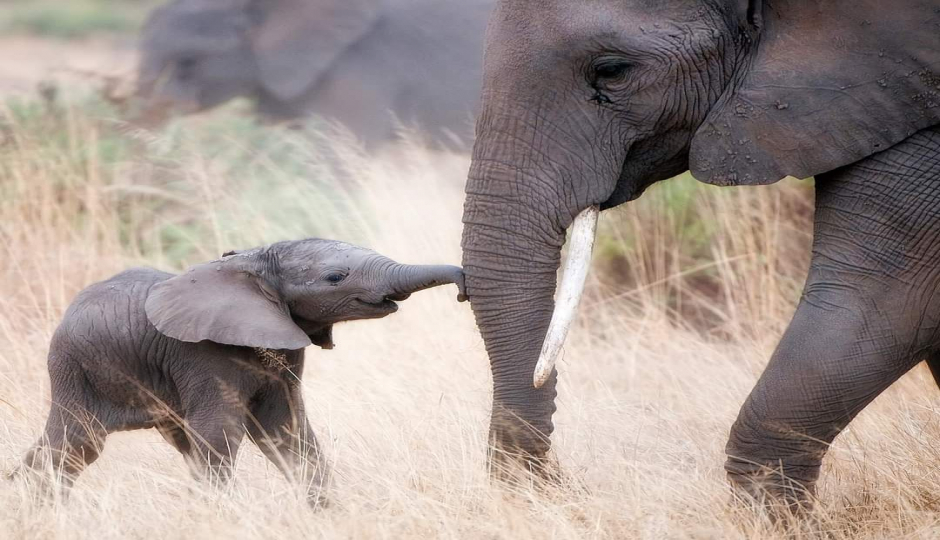 Actual image number 4 for slideshow images, displaying 24 tanzania safari images