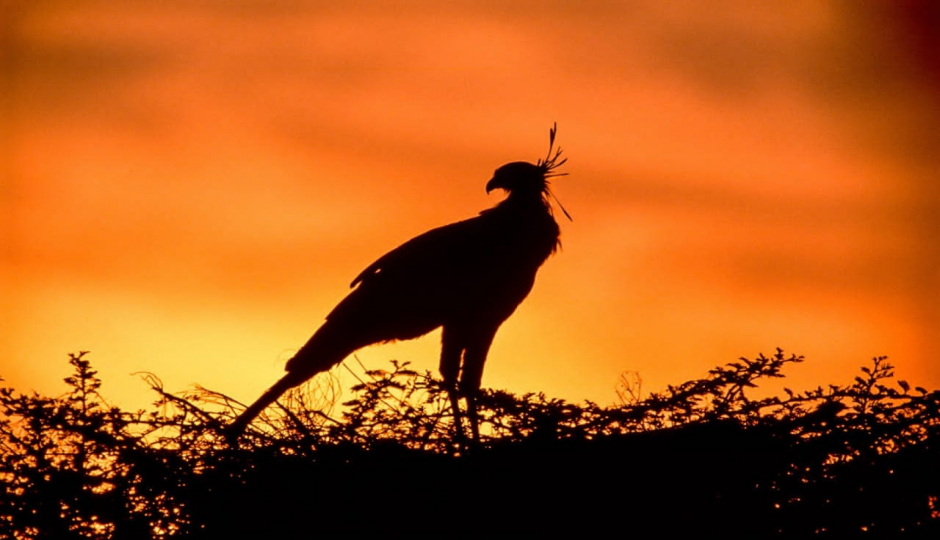 Actual image number 6 for slideshow images, displaying 26 tanzania safari images