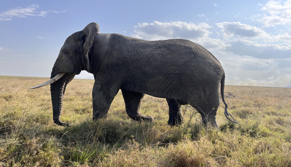 Thumb Nail Image: 2 What is a Reasonable Tanzania Safari Itinerary?