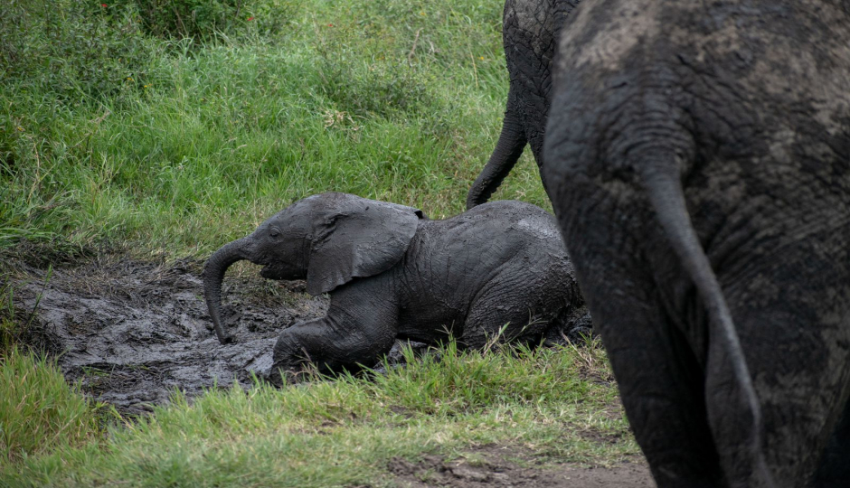 Random image number 4 showcasing tanzania safari image gallery placeholder