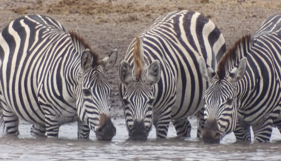Random image number 2 showcasing tanzania safari image gallery placeholder