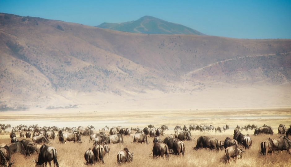 Actual image number 15 for slideshow images, displaying 35 tanzania safari images