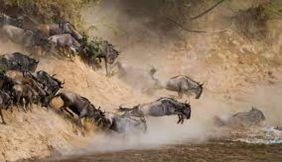 Actual image number 6 for slideshow images, displaying 26 tanzania safari images