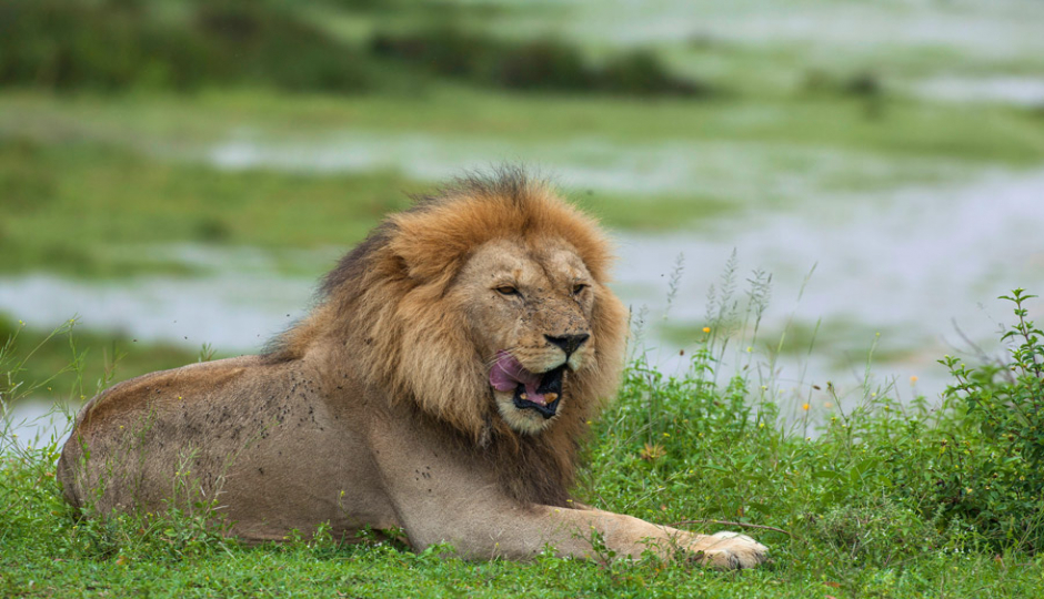 Actual image number 16 for slideshow images, displaying 36 tanzania safari images