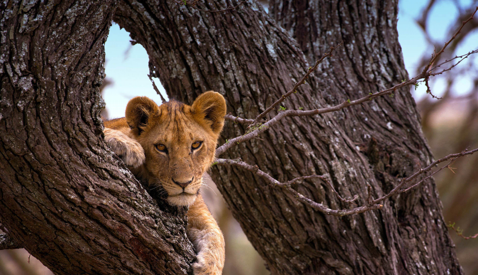 Actual image number 13 for slideshow images, displaying 33 tanzania safari images