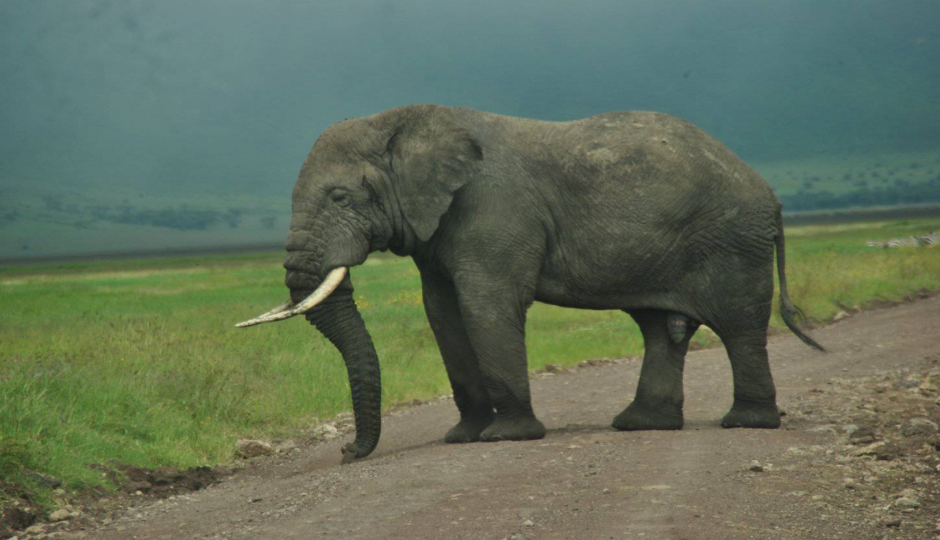Actual image number 13 for slideshow images, displaying 33 tanzania safari images