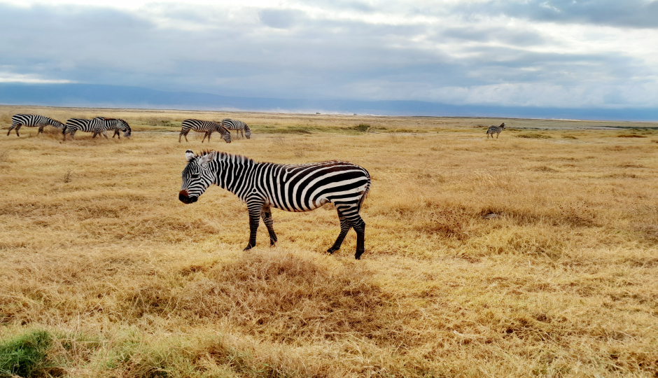 Actual image number 4 for slideshow images, displaying 24 tanzania safari images