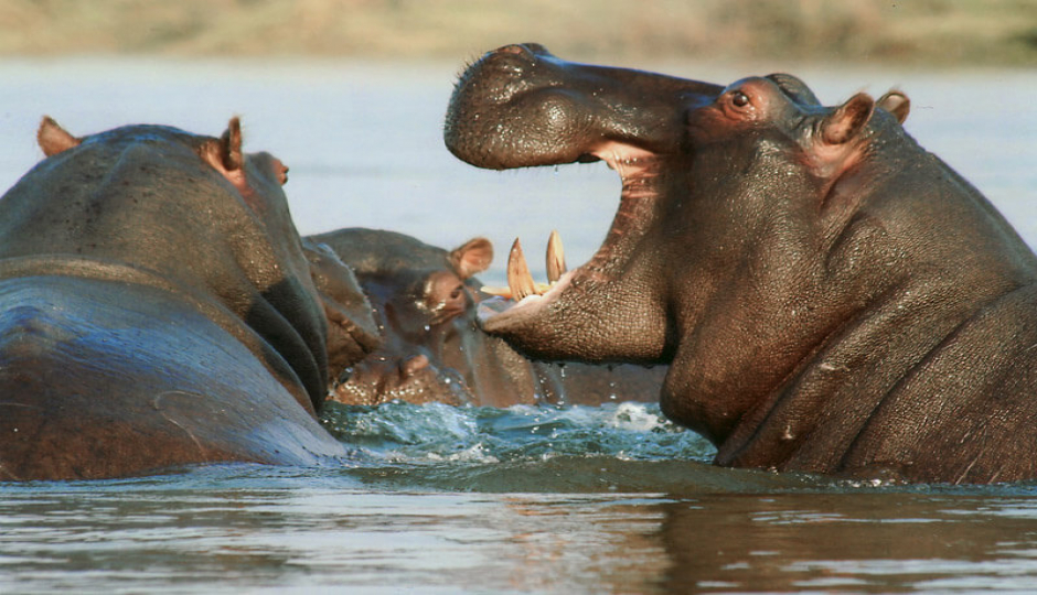 Random image number 6 showcasing tanzania safari image gallery placeholder