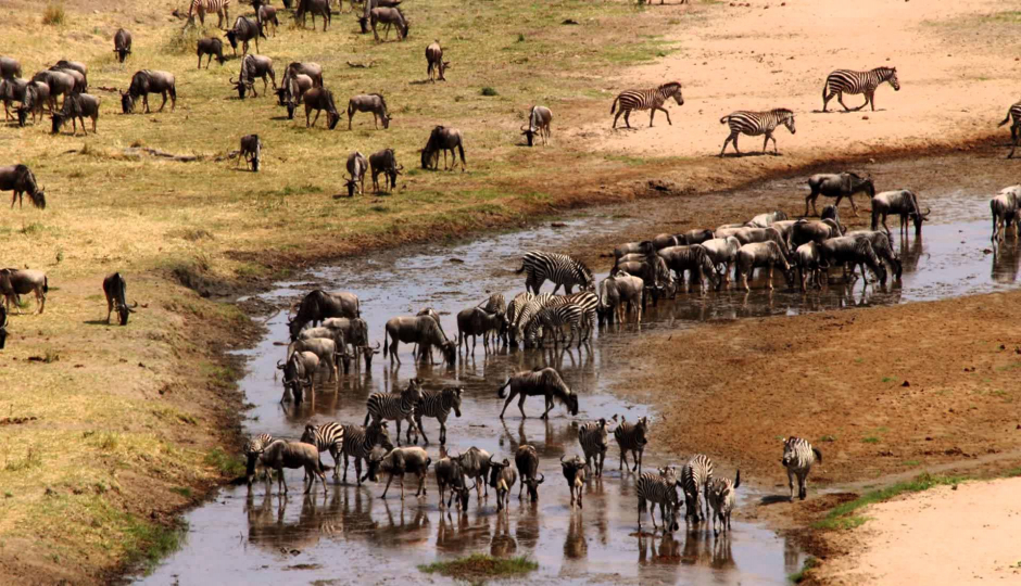 Random image number 5 showcasing tanzania safari image gallery placeholder