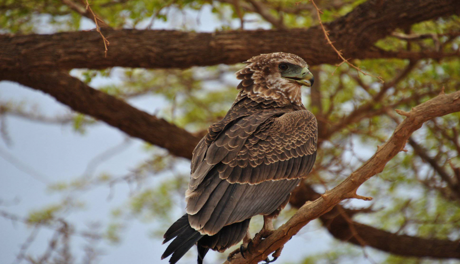 Actual image number 19 for slideshow images, displaying 39 tanzania safari images