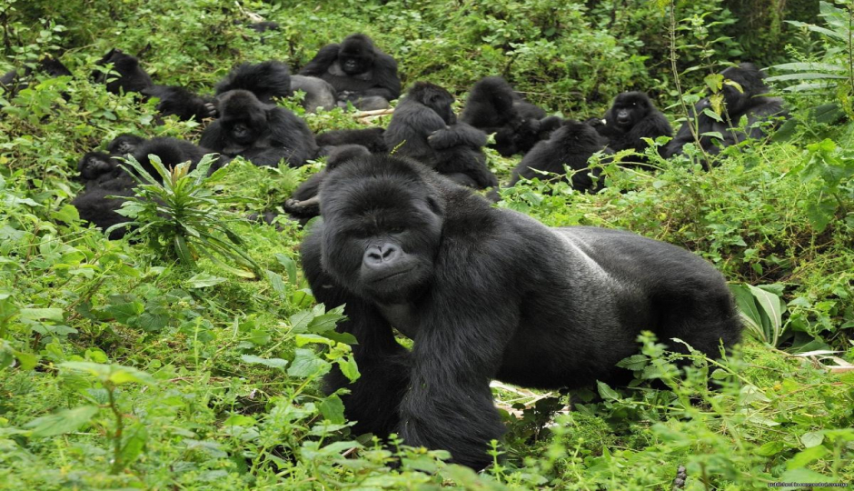 Actual image number 6 for slideshow images, displaying 26 tanzania safari images
