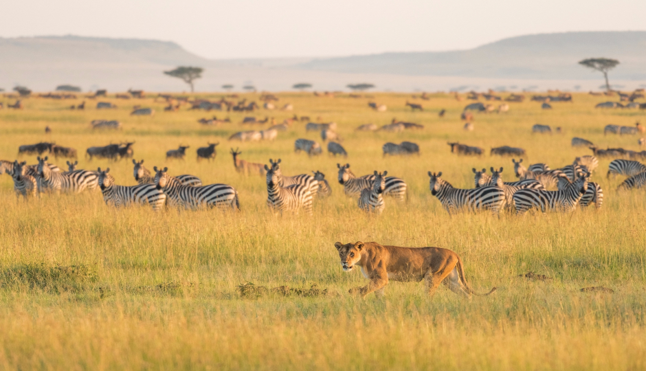 Actual image number 19 for slideshow images, displaying 39 tanzania safari images