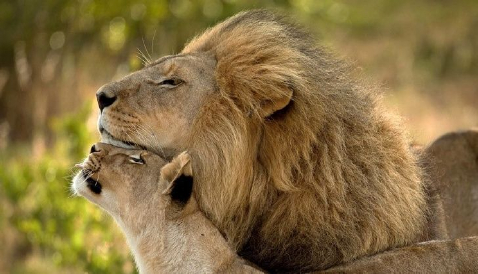 Actual image number 9 for slideshow images, displaying 29 tanzania safari images