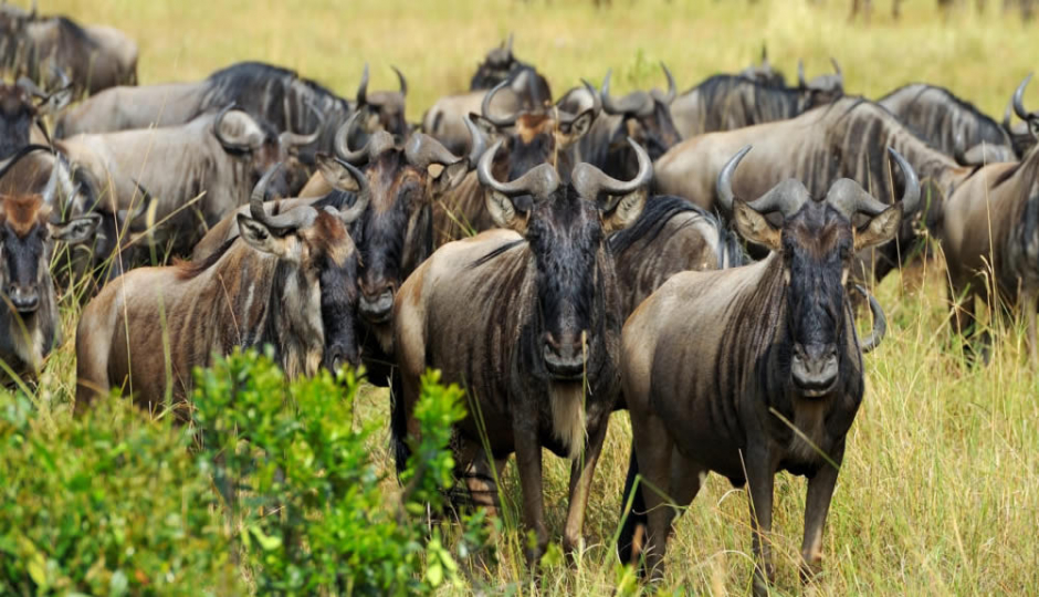 Actual image number 1 for slideshow images, displaying 21 tanzania safari images