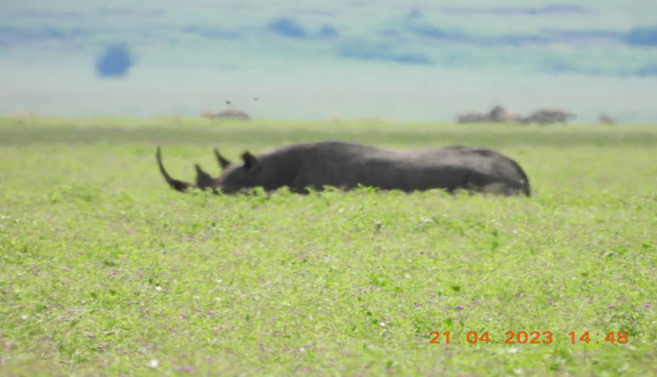 Thumb Nail Image: 1 How Much Does a Tanzania Safari Trip Cost?